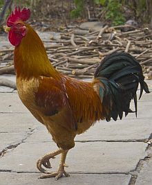 Proud Rooster with Puffed up Feathers